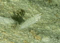 Amblygobius phalaena