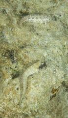 Salarias alboguttatus