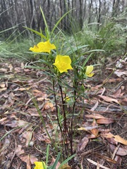 Hibbertia longifolia
