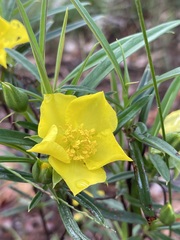 Hibbertia longifolia
