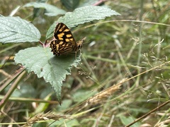 Oreixenica kershawi
