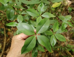 Alyxia magnifolia