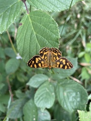 Oreixenica kershawi