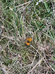 Lycaena 'canterbury common copper'