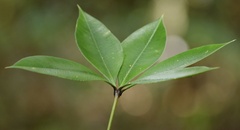 Alyxia magnifolia