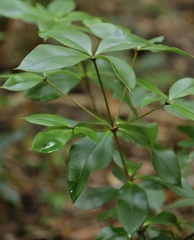 Alyxia magnifolia
