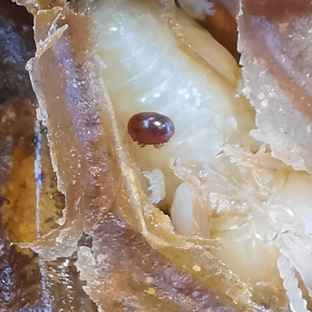 Varroa Mites