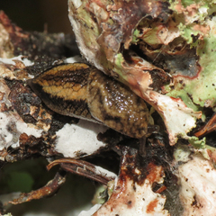 Prophysaon vanattae