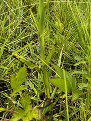 Disa nervosa