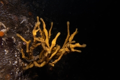 Homaxinella amphispicula