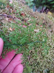 Hymenophyllum flexuosum