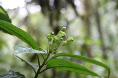 Burmeistera multiflora