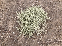 Tidestromia suffruticosa