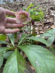 Helleborus