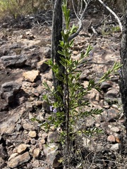Prostanthera clotteniana