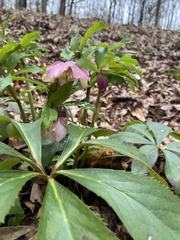 Helleborus