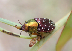 Diphucrania leucosticta
