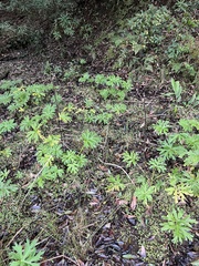 Ligularia japonica