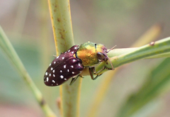 Diphucrania leucosticta