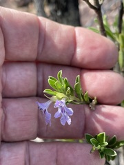 Prostanthera clotteniana