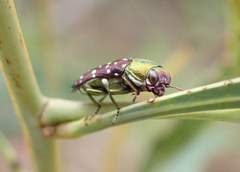 Diphucrania leucosticta