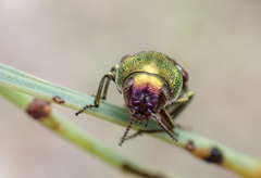 Diphucrania leucosticta