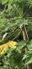Cacatua sulphurea