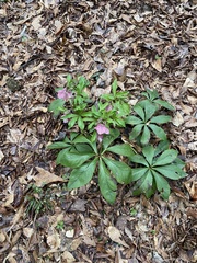 Helleborus