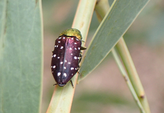 Diphucrania leucosticta