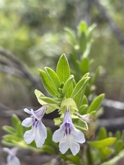 Prostanthera clotteniana