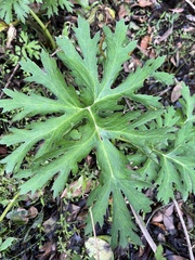 Ligularia japonica