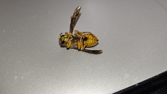 Vespula squamosa