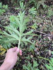 Ligularia japonica
