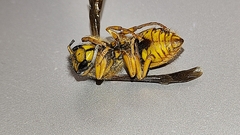 Vespula squamosa