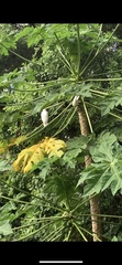 Cacatua sulphurea