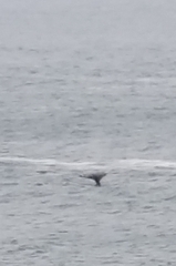 Eschrichtius robustus