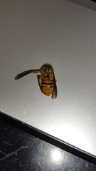 Vespula squamosa