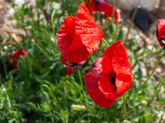 Papaver rhoeas