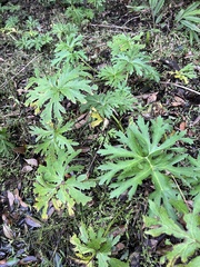 Ligularia japonica