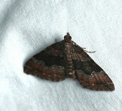 Chrysolarentia lucidulata