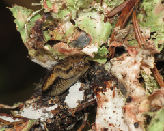 Prophysaon vanattae