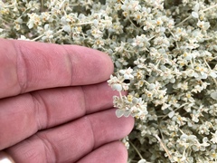 Tidestromia suffruticosa