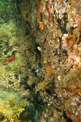 Austrolabrus maculatus