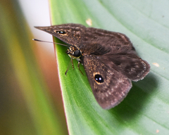 Cyclosemia
