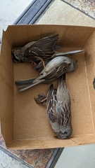 Zonotrichia leucophrys