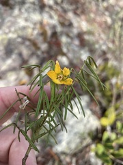 Senna aciphylla