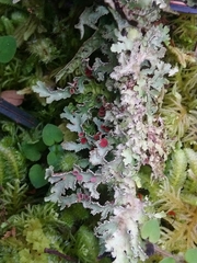 Pseudocyphellaria homoeophylla