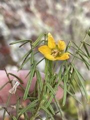 Senna aciphylla