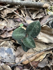 Anoectochilus formosanus