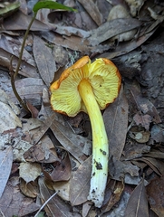 Hygrocybe acutoconica
